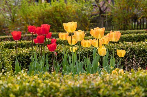 Selective focus on red and Orange tulip flowers. The tulips are planted between hedges.