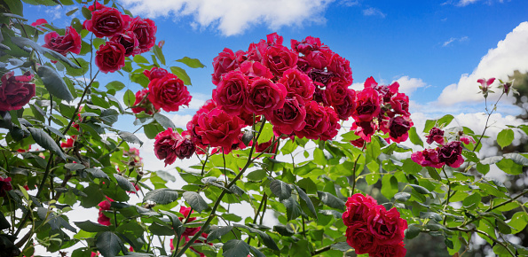 Red elegant rose, love symbol flower, ornamental bright bouquets in garden. Blooming flowering plant with lush foliage. Under view, cloudy sky background.