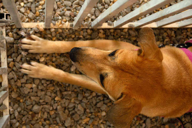 動物の養子縁組フェア。 - pet fair ストックフォトと画像