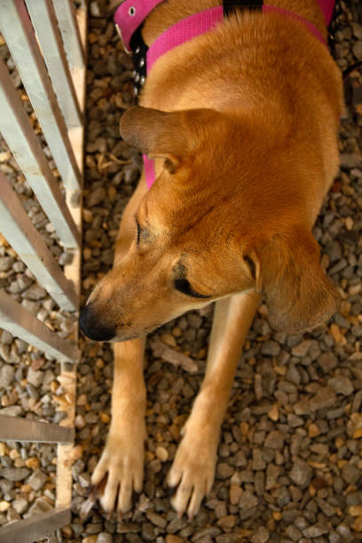 istock Animal Adoption Fair. 1414792217