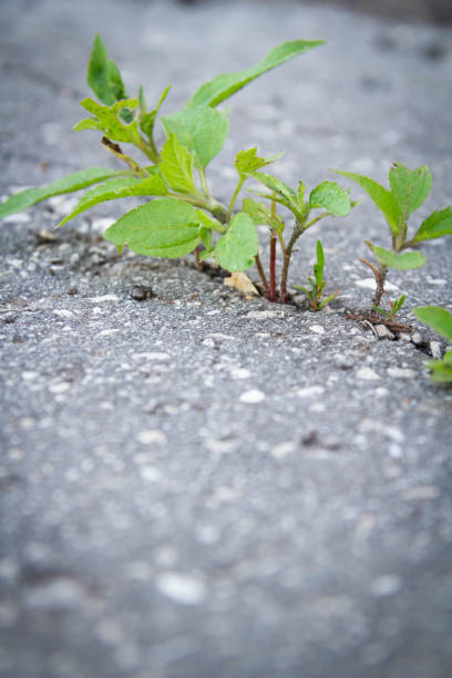 istock The power of growth. Sprouted sprout through the asphalt. 1414794507