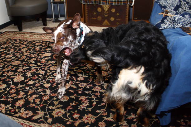 istock Brown and White Mixed Breed Dog 1414796016