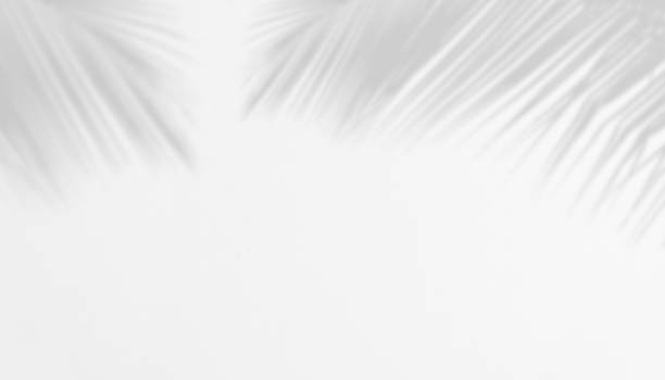 istock Shadow of Palm Leaves on white Cement wall for Abstract Background. 1414796308