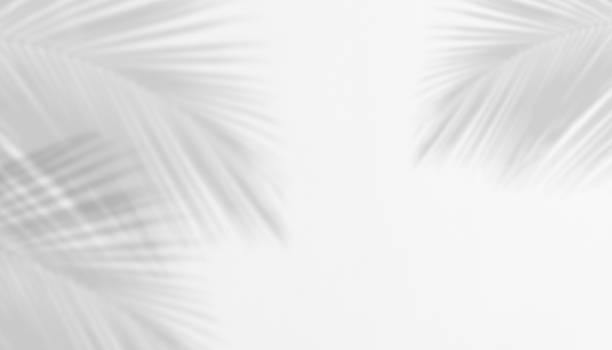istock Shadow of Palm Leaves on white Cement wall for Abstract Background. 1414796312