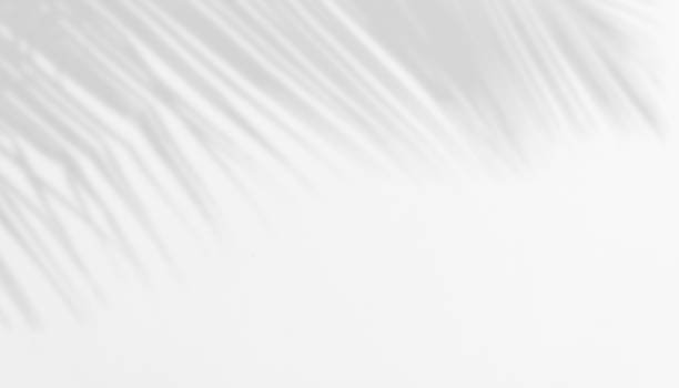 istock Shadow of Palm Leaves on white Cement wall for Abstract Background. 1414796322