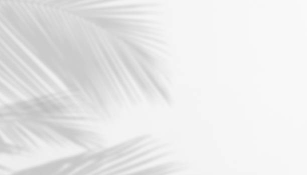 istock Shadow of Palm Leaves on white Cement wall for Abstract Background. 1414796329