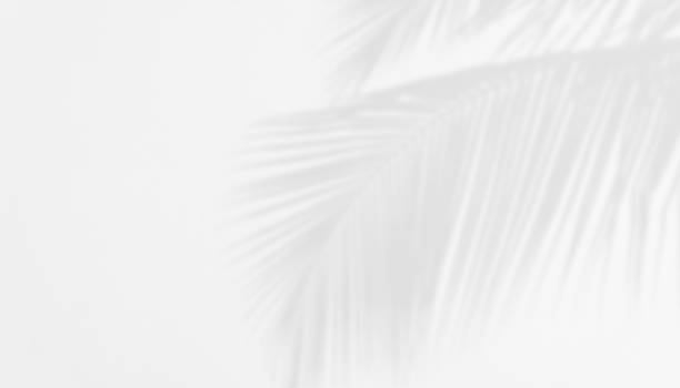 istock Shadow of Palm Leaves on white Cement wall for Abstract Background. 1414796330
