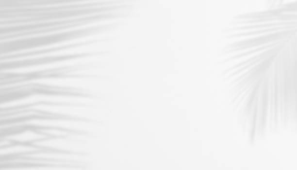 istock Shadow of Palm Leaves on white Cement wall for Abstract Background. 1414796333