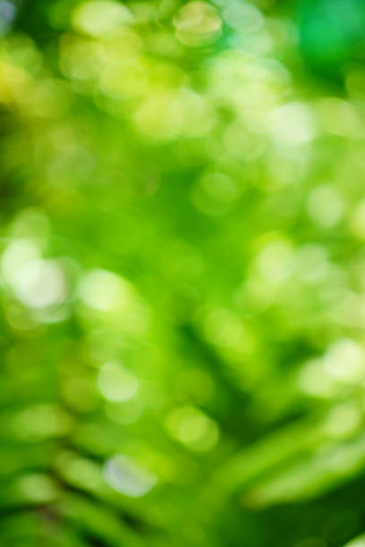 blurred bokeh natural backdrop