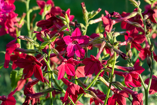 Persian tobacco - Nicotiana alata red flowering plant growing in the garden