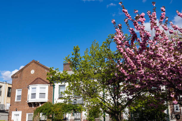 istock Old Brick Homes in Astoria Queens New York during Spring with a Pink Flowering Cherry Tree 1414798325