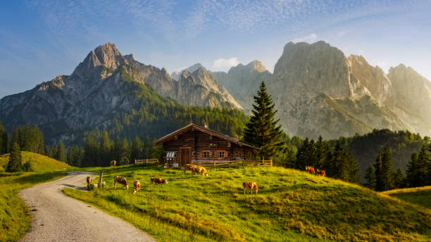 春には山のシャレーと牛がいるアルプスの牧歌的な風景 - hut ストックフォトと画像