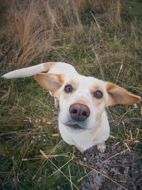 istock Dog on the field. 1414798454