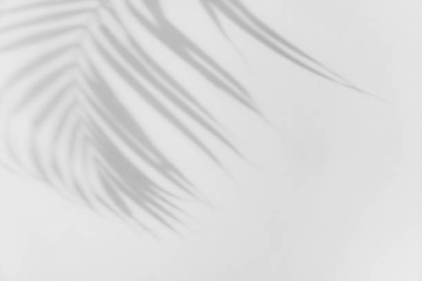 istock Tropical palm leaves shadow on white wall background with copy space 1414798614