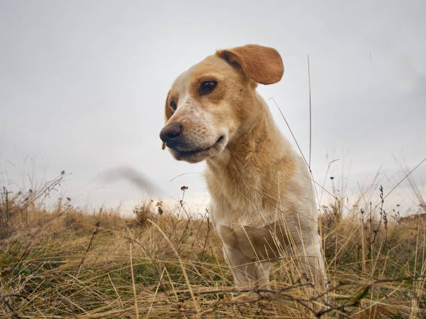 istock Dog on the field. 1414798727