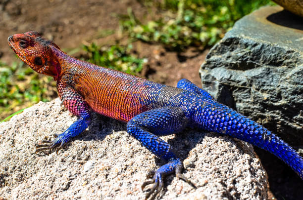 istock Mwanza Agama ou Spiderman lizard in close-up 1414798758