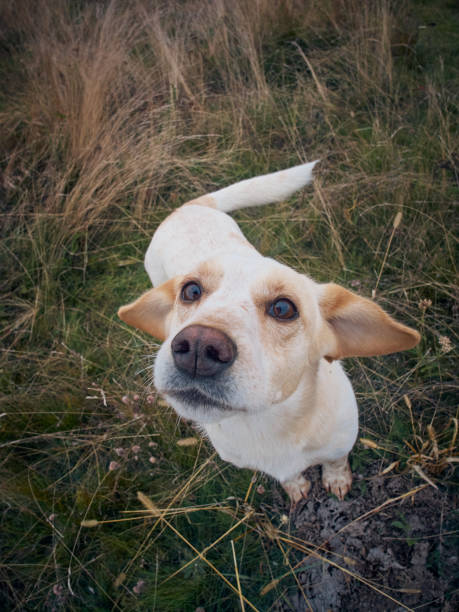 istock Dog on the field. 1414798767