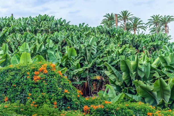 un seto hecho de una planta trepadora pyrostegia venusta con flores naranjas alrededor de un campo de plátanos en puerto de la cruz en tenerife, españa - banana plantation green tree fotografías e imágenes de stock