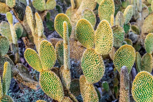 Pad-like stems of bunny ears cactus with yellow glochids, closeup. Flora of the Canary Islands. Natural pattern of exotic plant leaves