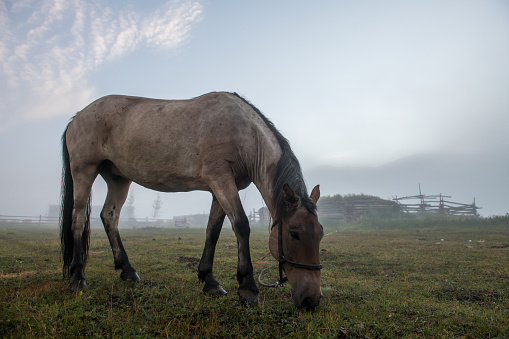 Horse grazing on a foggy morning.