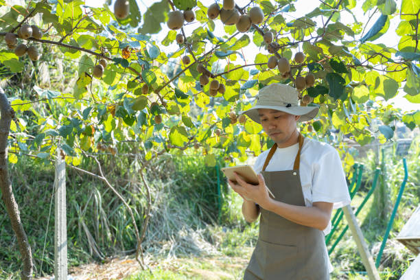 istock A man uses a tablet computer to manage kiwi fruit growth in an orchard 1414800840