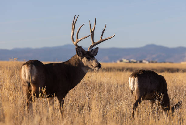istock Mule Deer Buck and Doe in the Fall Rut 1414801111