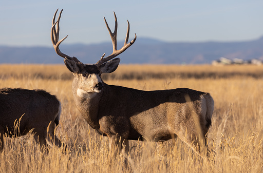 a mule deer buck and doe rutting in Colorado in autumn