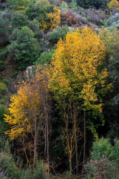 istock Yellow maple trees in autumn mountain landscape 1414801654