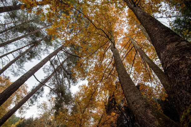 istock Low angle view of tree trunk tops yellow falling leaves in autumn season 1414802488