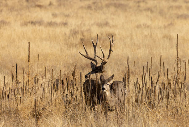istock Mule Deer Buck and Doe in the Fall Rut 1414802747