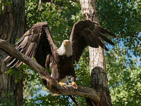 Bald eagle taking flight free tree branch in Colorado, USA