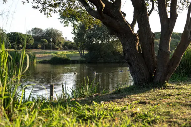 Porto Portugal city park, beautiful natural landscape located within the city. Parque da cidade Porto.