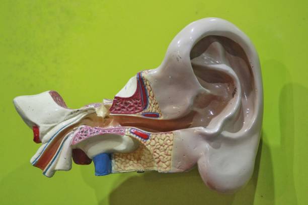 istock Mannequin teaching aids in ear anatomy 1414804709