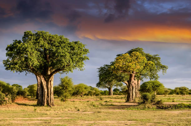 puesta de sol sobre la sabana africana y sus famosos baobabs - masai mara national reserve sunset africa horizon over land fotografías e imágenes de stock