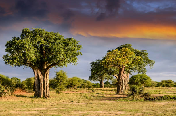zachód słońca nad afrykańską sawanną i jej słynnymi baobabami - baobab zdjęcia i obrazy z banku zdjęć