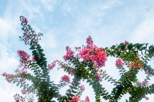 Crape myrtle flower under blue sky and white clouds