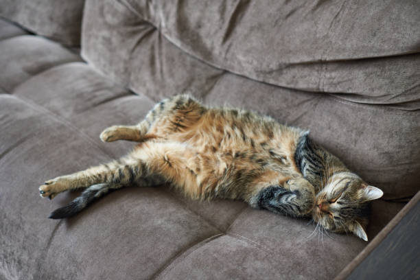 istock Funny sleeping cat on the couch at home 1414808407