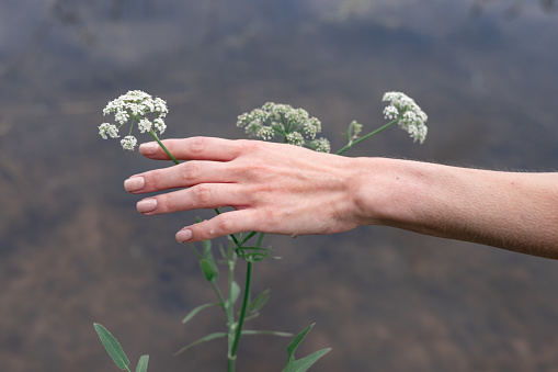 Woman's hands touching wild blossoms at sunset