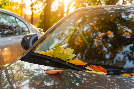 Autumn yellow leaves lie on the car on the background of the park and sunset. Autumn mood