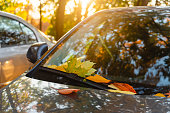 Autumn yellow leaves lie on the car on the background of the park and sunset