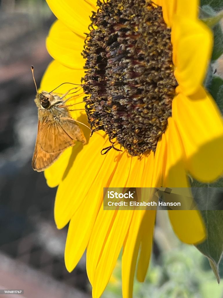 Pollinator Appetite iPhone 13 pro; no edit; close up Beauty In Nature Stock Photo
