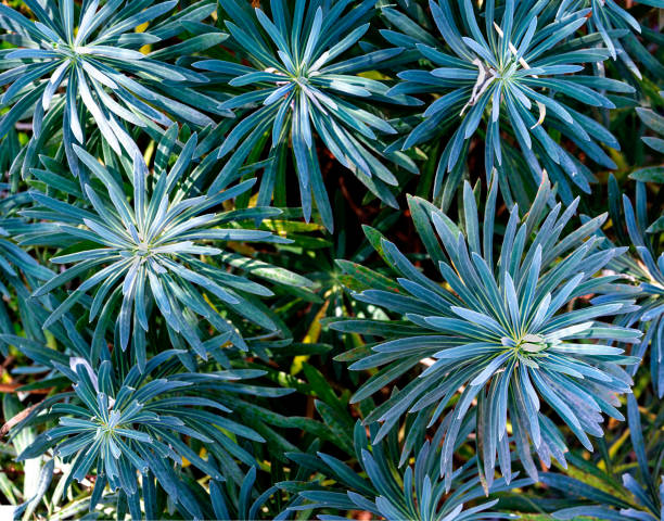 Mediterranean spurge leaves of a shrub of Mediterranean spurge (Euphorbia characias) euphorbiaceae stock pictures, royalty-free photos & images