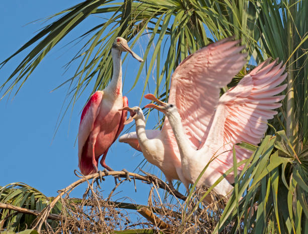 istock Roseate Spoonbill Family 1414813696