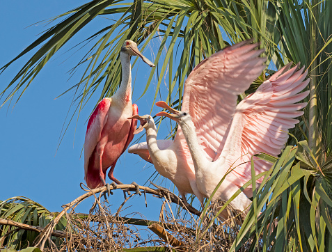 Roseate Spoonbills feeding in Nest