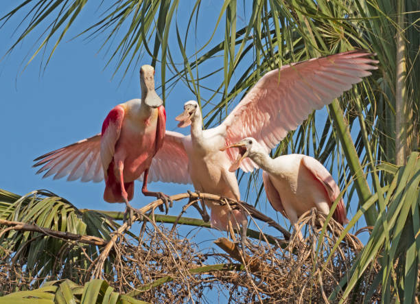 istock Roseate Spoonbill Family 1414813697