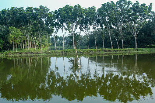 water reflection of trees on the village pond of bangladesh