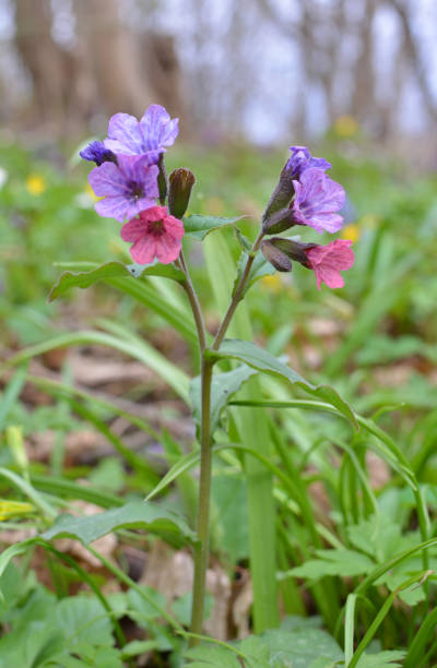 Lungwort (Pulmonaria) blooms in the wild spring forest Early spring plant lungwort (Pulmonaria) blooms in the wild forest common lungwort pulmonaria officinalis stock pictures, royalty-free photos & images