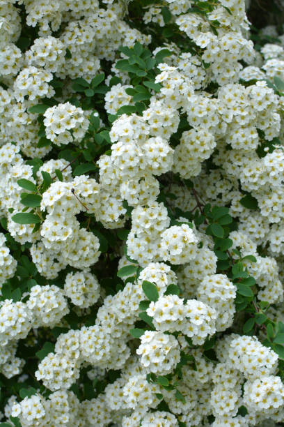 istock Spiraea blooms in the garden. 1414815035