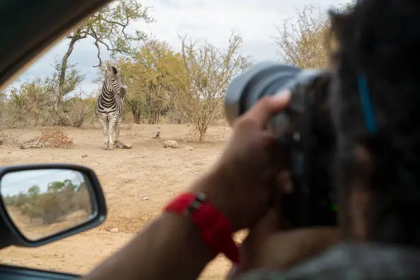 Photo of Photographer taking a picture of a zebra from the car on free safari