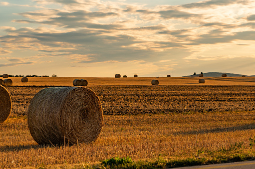 Round hay bales on a field at sunset